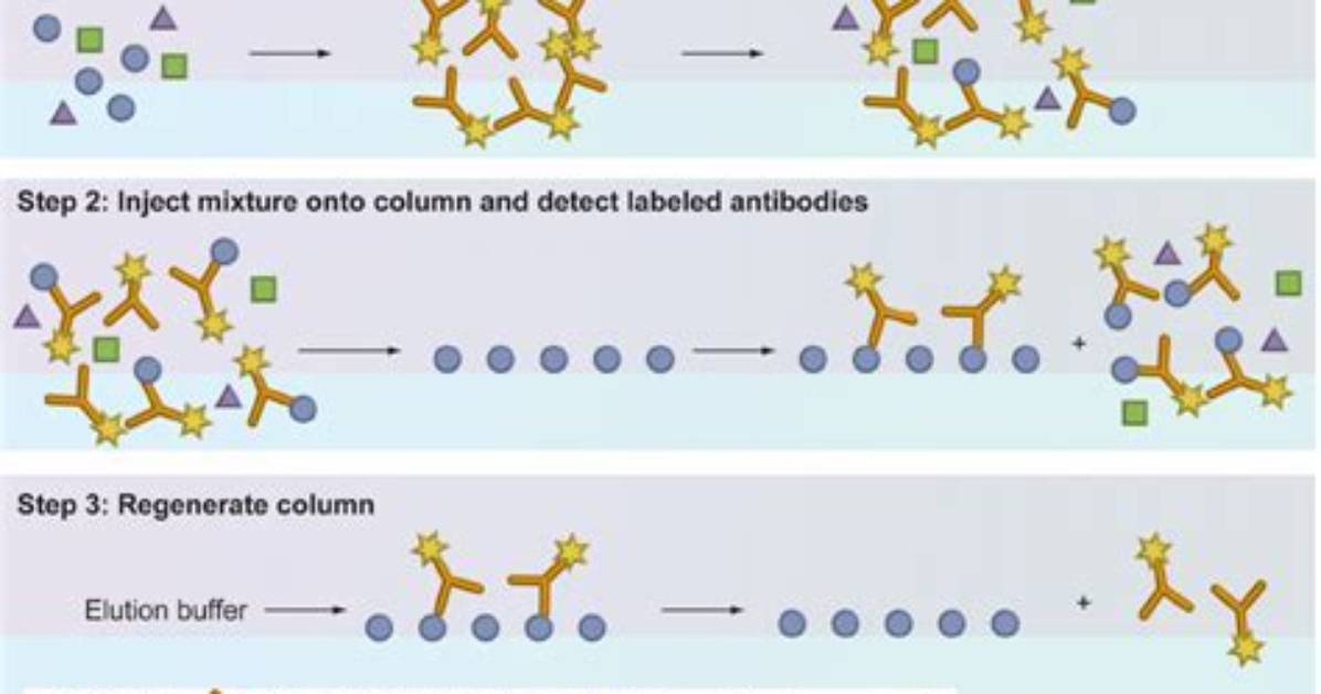 What Is Immunometric Assay