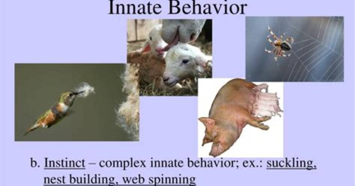 What Is Innate Behavior?