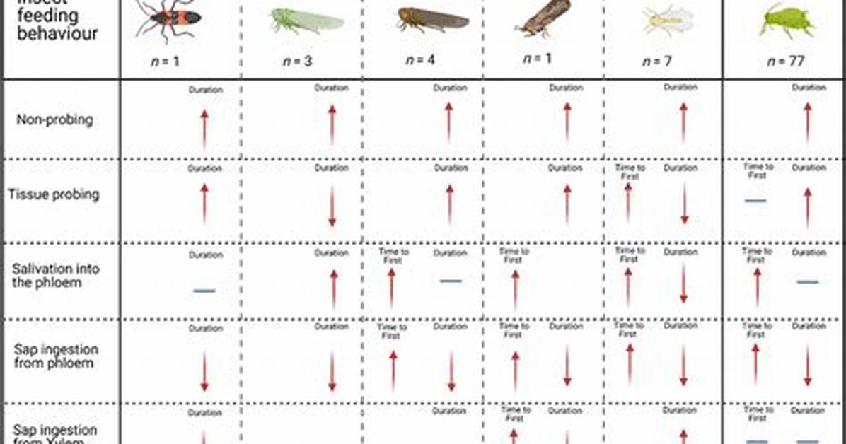 What Is Insect Feeding
