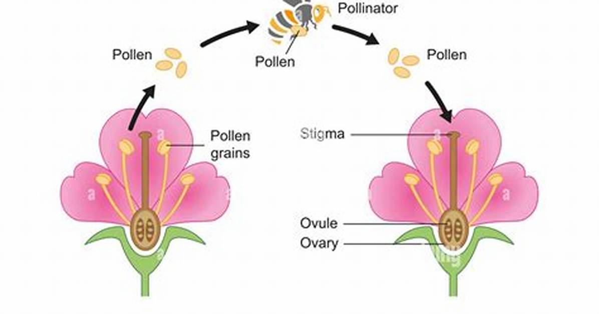 What Is Insect Pollination