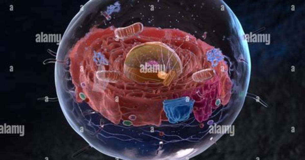 What Is Inside Cells