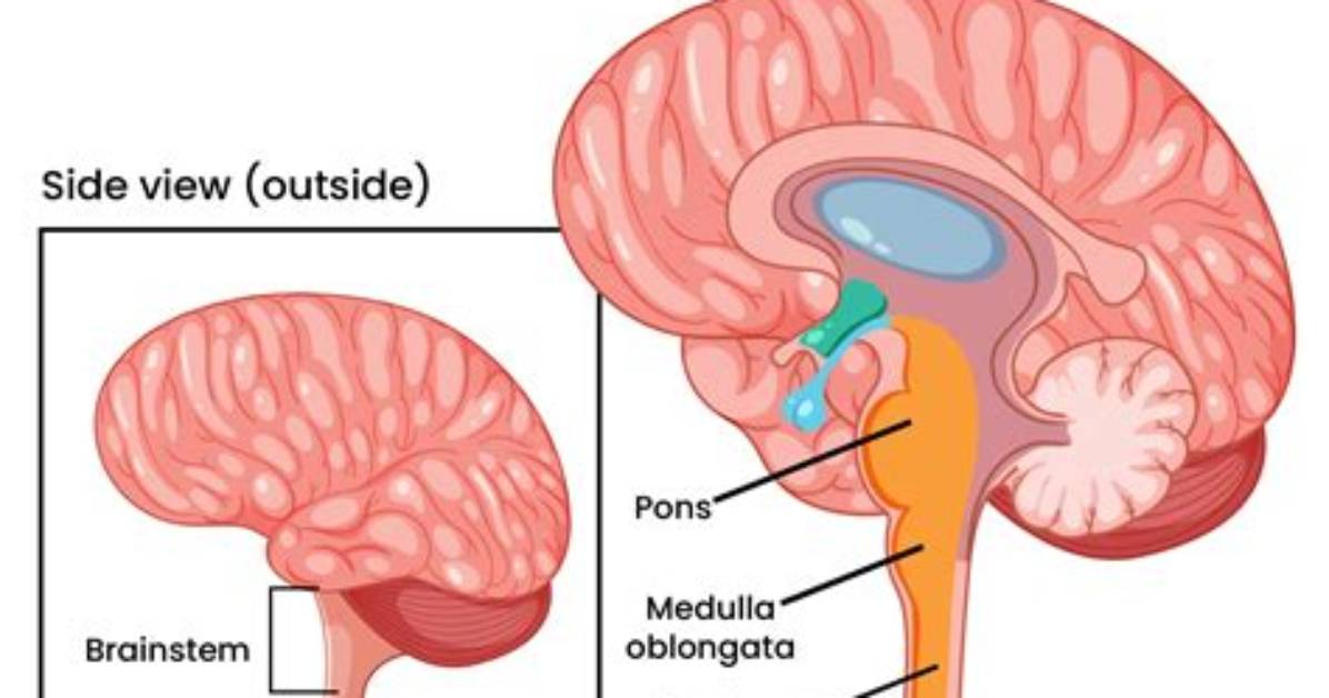 What Is Inside Medulla