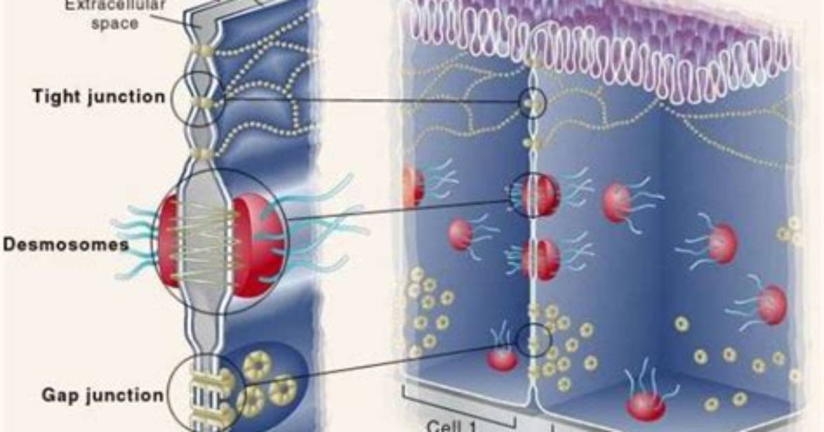 What Is Intercellular Junction