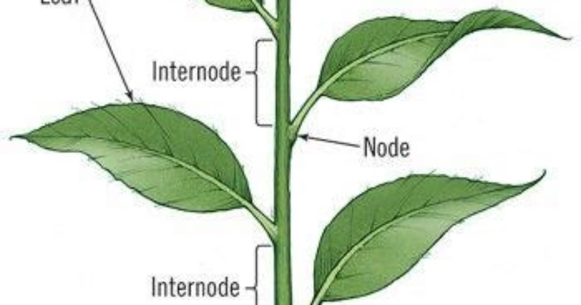 What Is Internode in Plants?