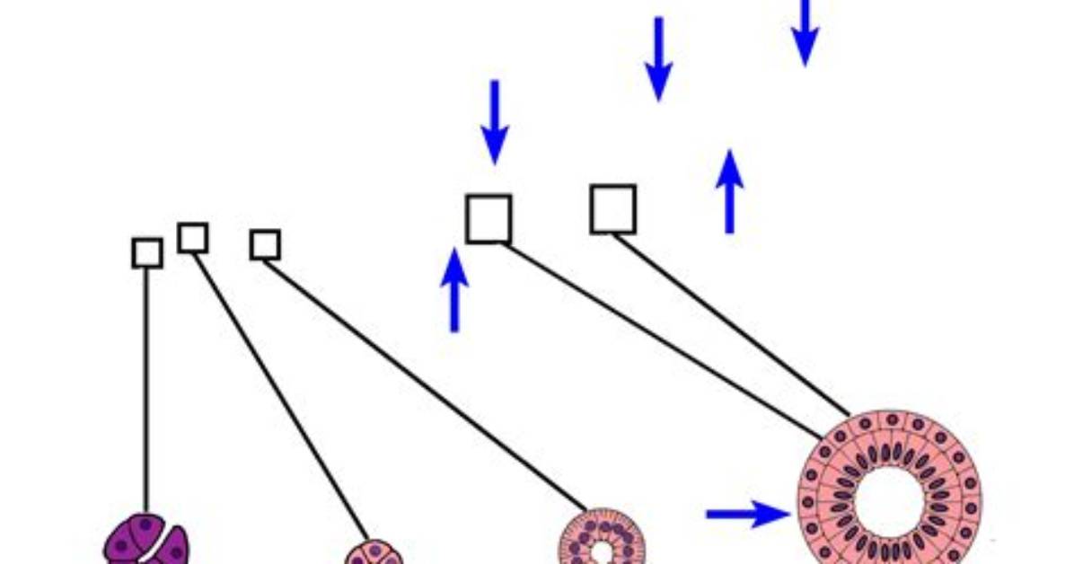 What Is Intralobular Duct?
