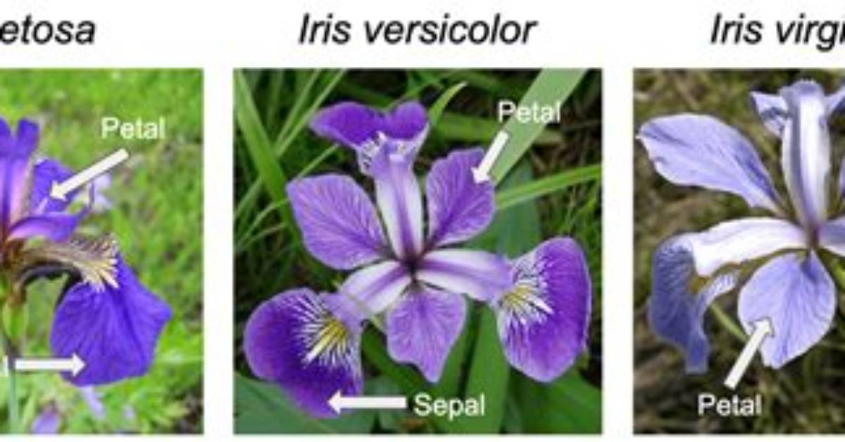 What Is Iris Dataset?