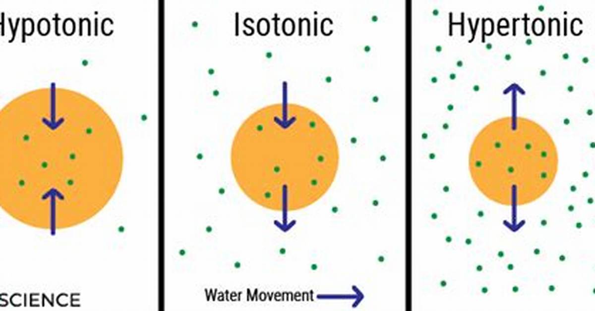 What Is Isotonic Solution?