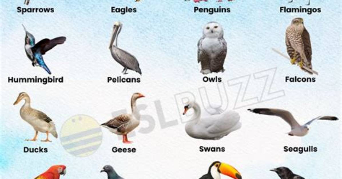 What Is It Called When a Bird Flaps Its Wings