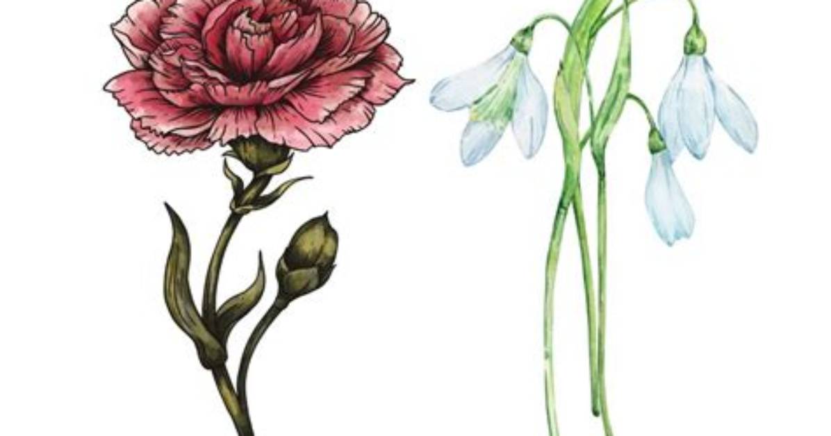 What Is January's Birth Flower? Carnations and Snowdrops Meanings