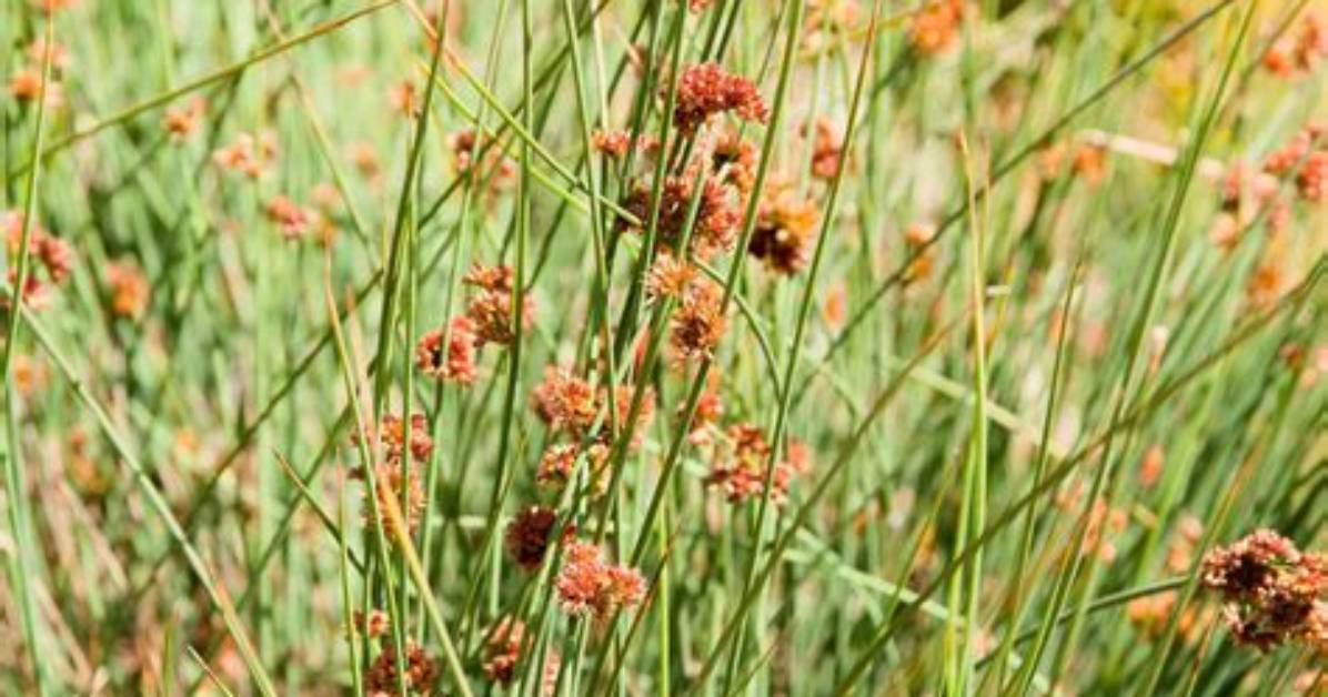 What Is Juncus Used For