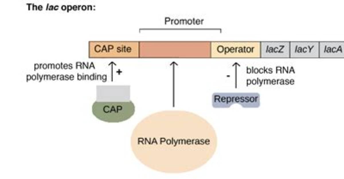 What Is Lac Operon System