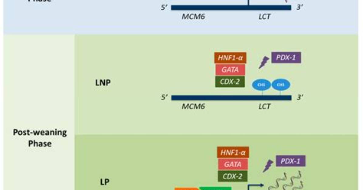 What Is Lactase Nonpersistence?