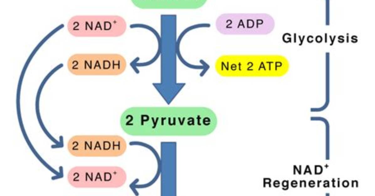 What Is Lactic Acid Fermentation Where Does It Occur