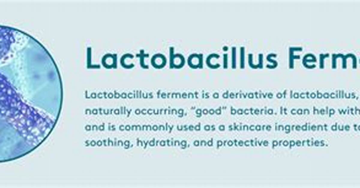 What Is Lactobacillus Ferment?