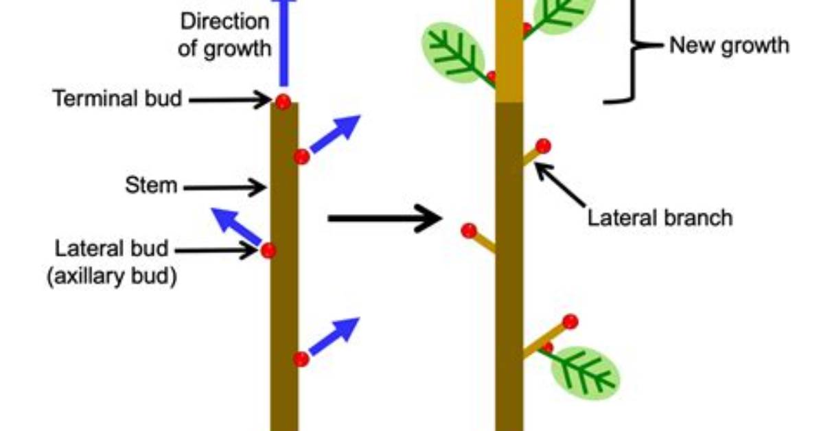 What Is Lateral Branching