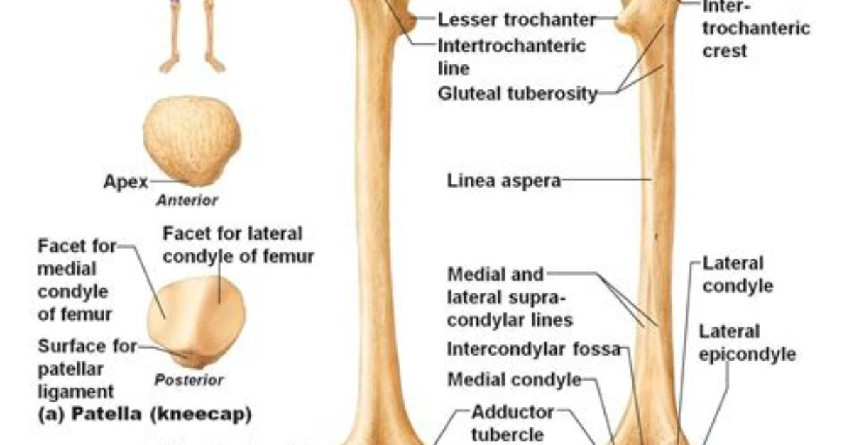 What Is Lateral Condyle