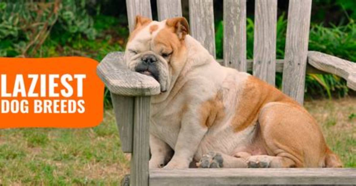 What Is Laziest Breed of Dog?