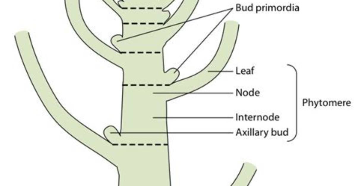 What Is Leaf Primordia?