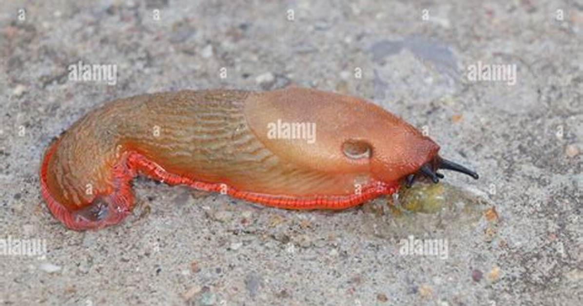 What Is Less Shell?