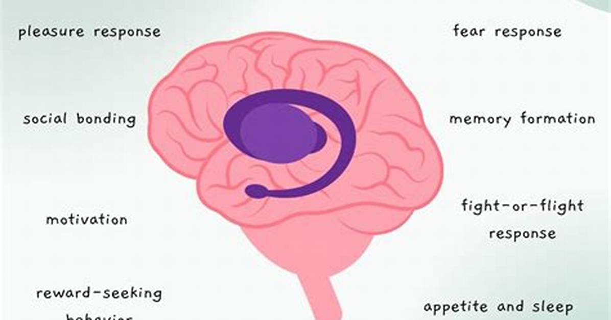 What Is Limbic System and Its Function?