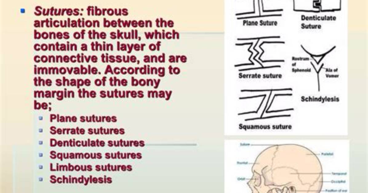 What Is Limbous Suture?