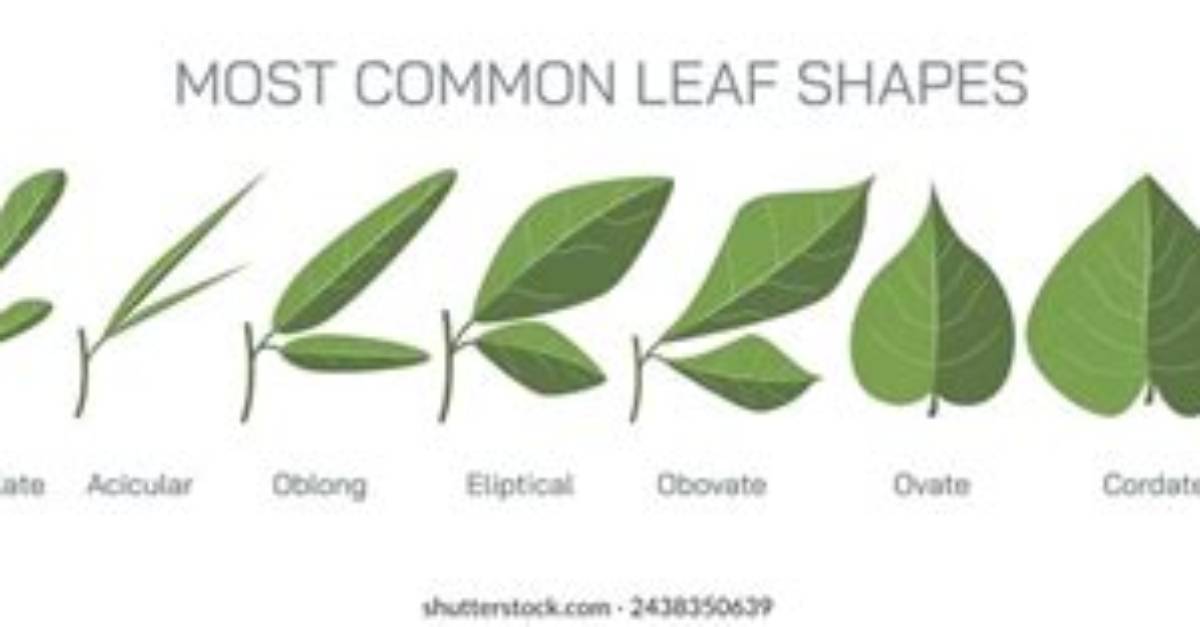 What Is Linear Leaf