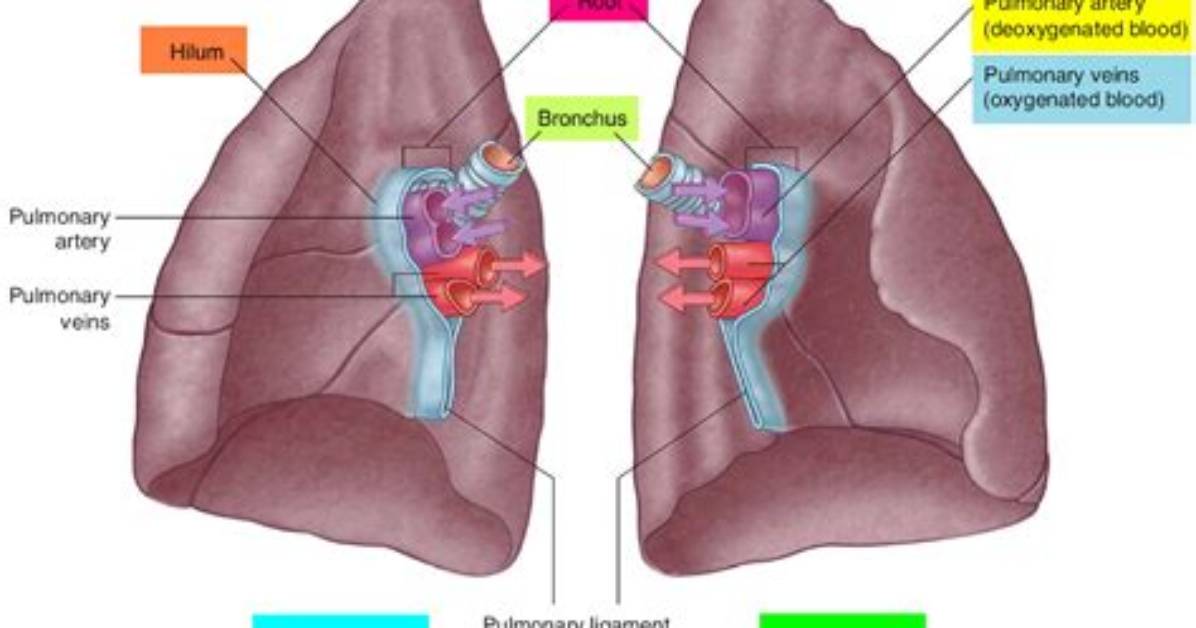 What Is Lung Root