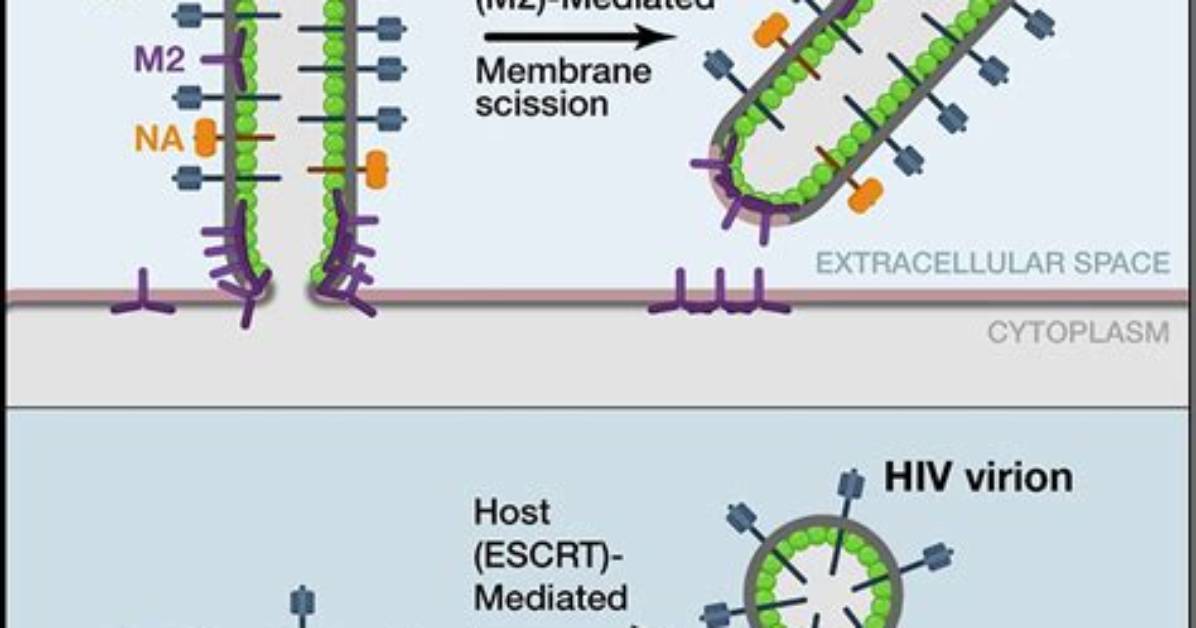 What Is M2 Virus