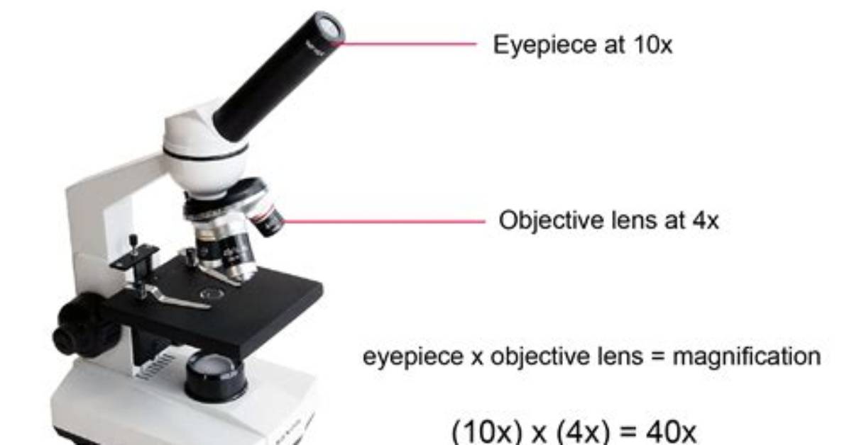 What Is Magnification in Microscope