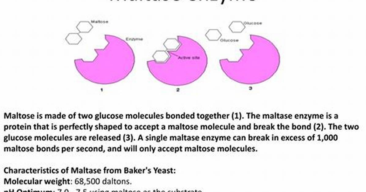 What Is Maltase Substrate?