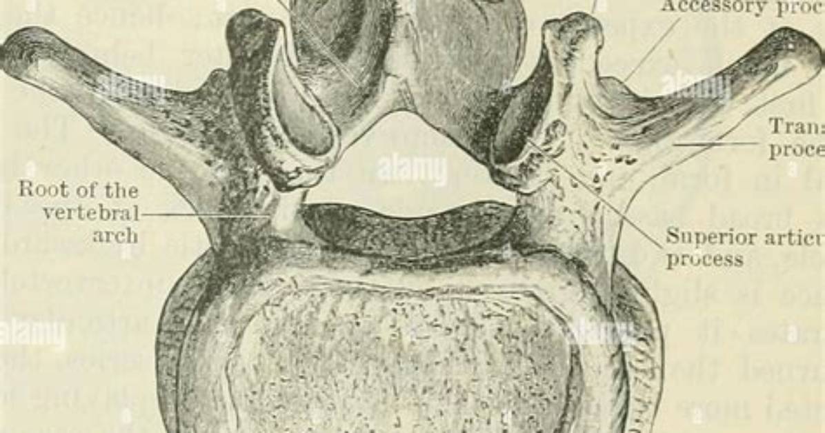 What Is Mammillary Process
