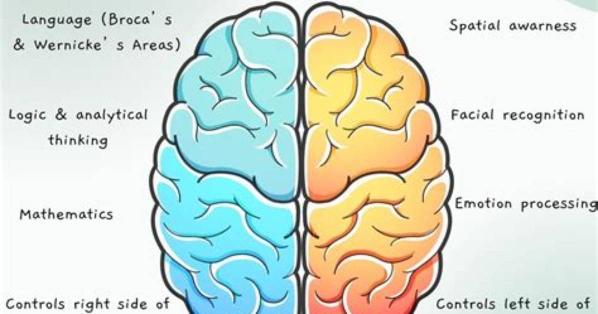 What Is Meant by Lateralization