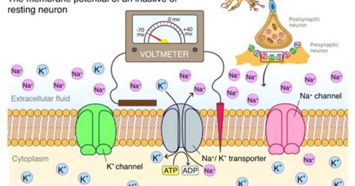 What Is Membrane Potential Good For