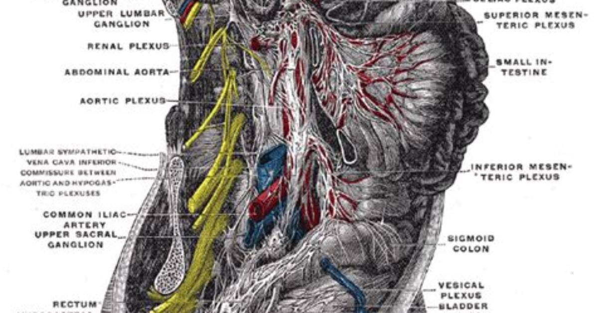 What Is Mesenteric Plexus