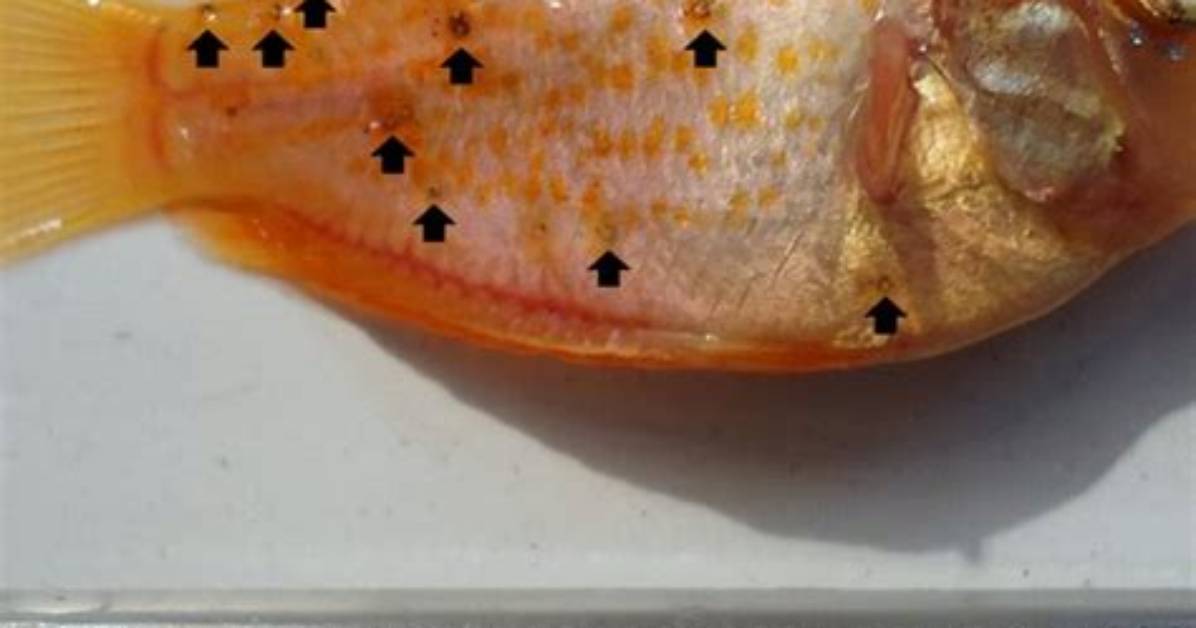 What Is Metacercariae