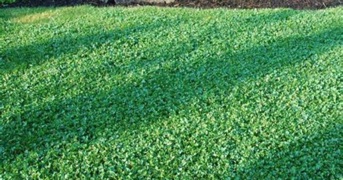 What Is Micro Clover