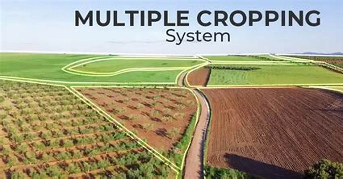 What Is Multiple Cropping System