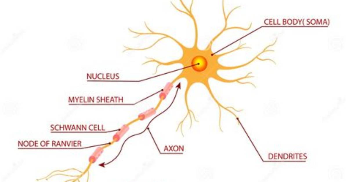 What Is Neuron Anatomy
