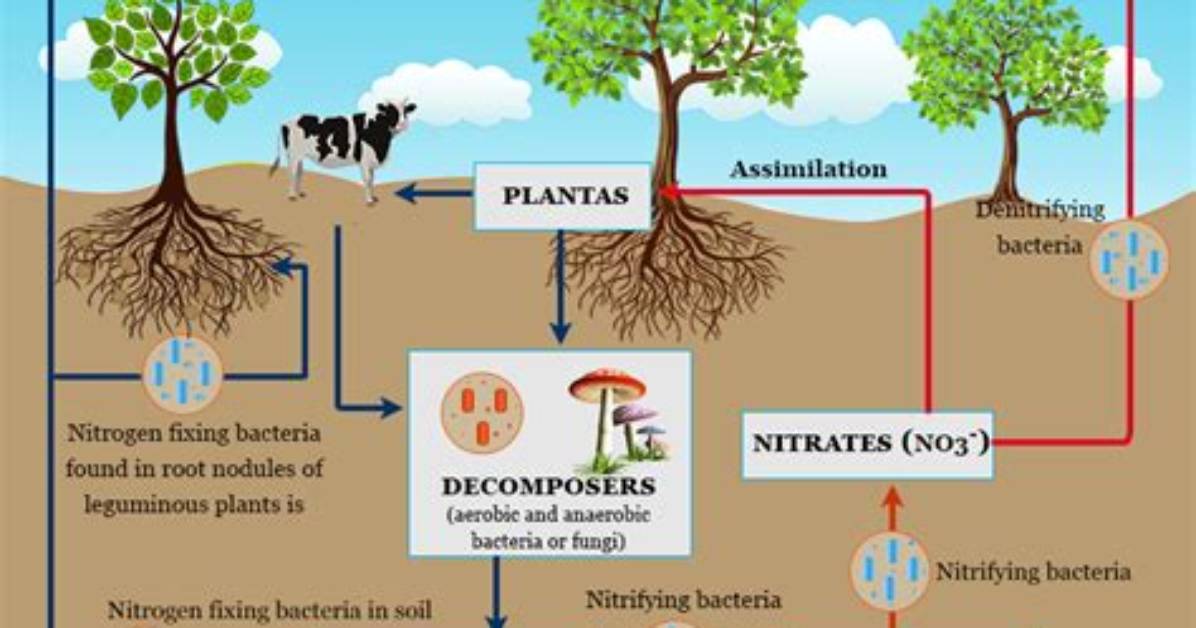 What Is Nitrogen Fixing