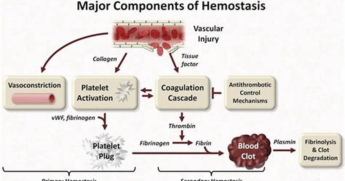 What Is Normal Hemostasis?
