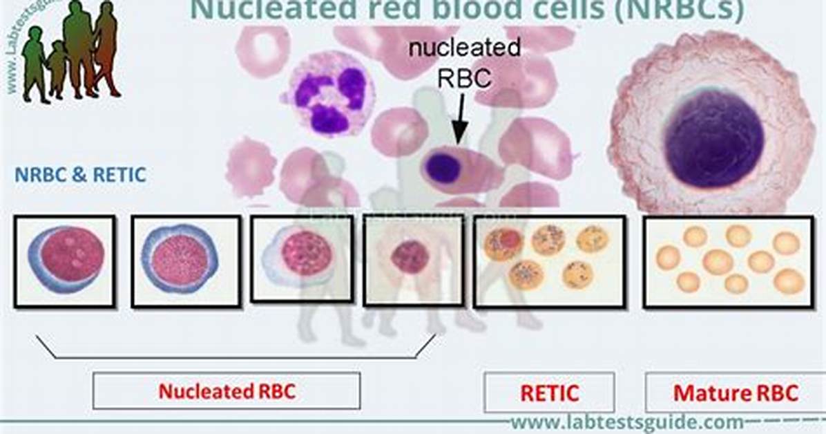 What Is Nucleated Cells?