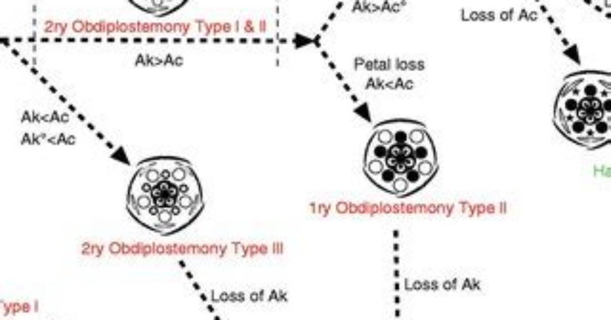 What Is Obdiplostemonous Condition?