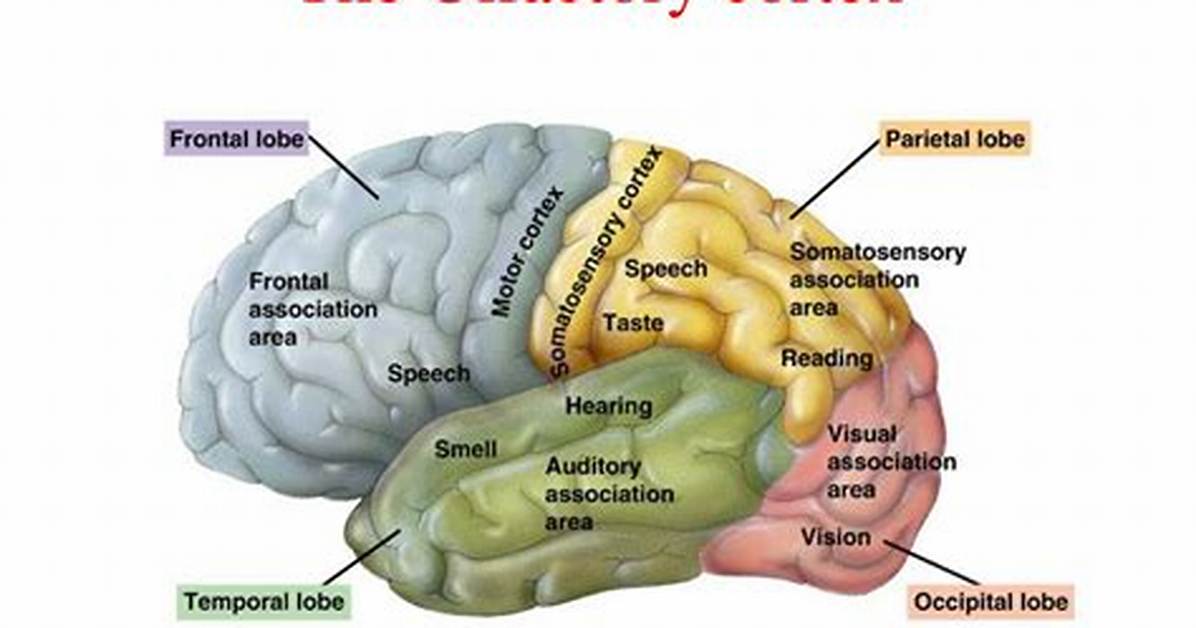 What Is Olfactory Cortex