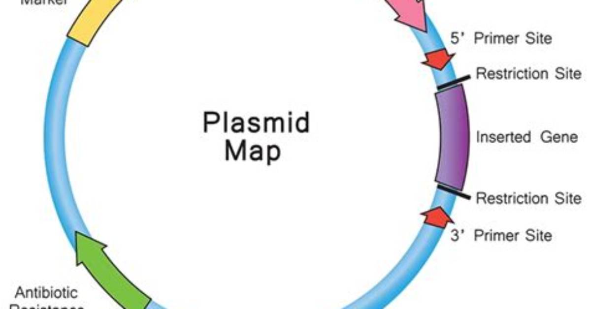What Is on a Plasmid
