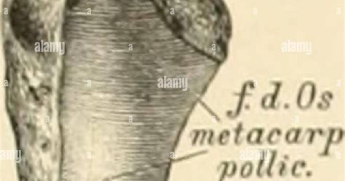 What Is Os Multangulum Majus?