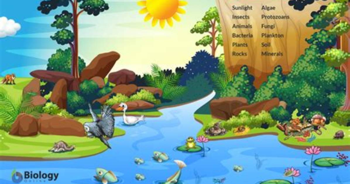 What Is Our Ecosystem