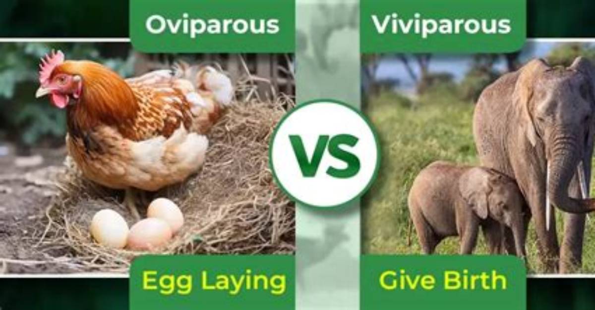 What Is Oviparity Explain with Example?