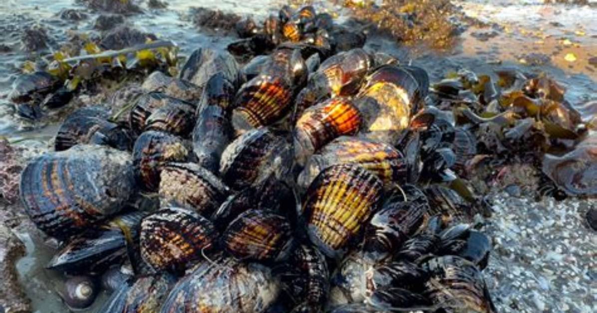 What Is Paralytic Shellfish Poisoning