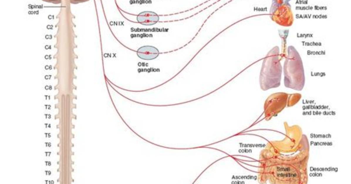 What Is Parasympathetic Division?