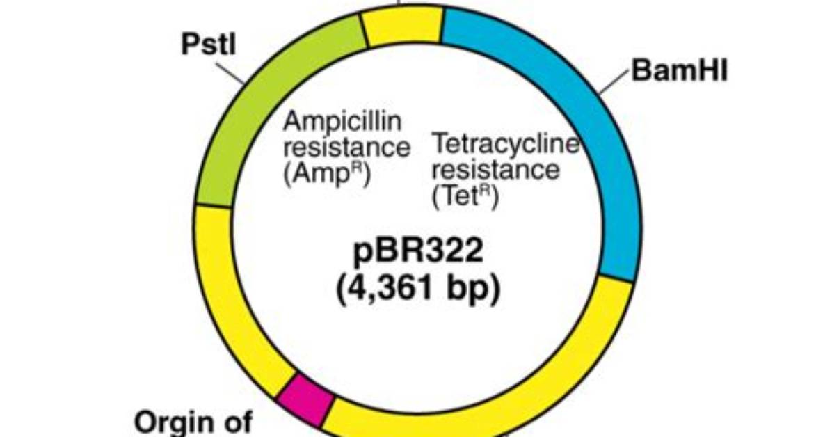 What Is pBR322 Plasmid